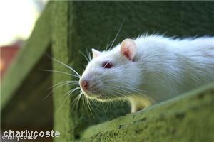 Concrete trowels could help keep mice at bay